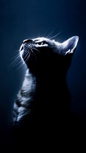 Preview wallpaper kitten, shadow, eyes, dark background