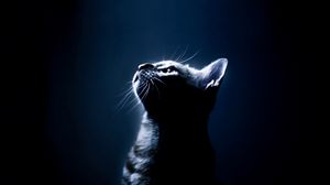 Preview wallpaper kitten, shadow, eyes, dark background