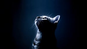 Preview wallpaper kitten, shadow, eyes, dark background