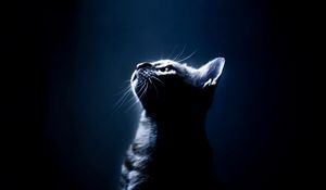 Preview wallpaper kitten, shadow, eyes, dark background