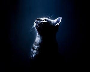 Preview wallpaper kitten, shadow, eyes, dark background