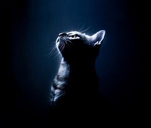 Preview wallpaper kitten, shadow, eyes, dark background