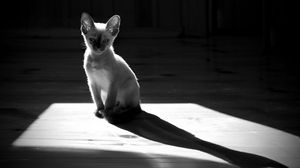 Preview wallpaper kitten, shadow, sitting, black and white