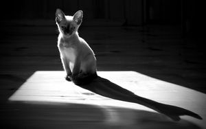 Preview wallpaper kitten, shadow, sitting, black and white