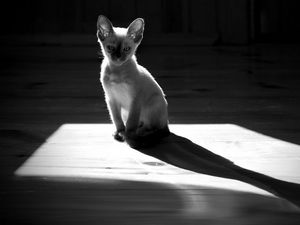 Preview wallpaper kitten, shadow, sitting, black and white