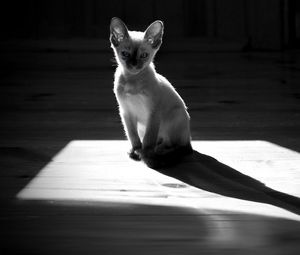 Preview wallpaper kitten, shadow, sitting, black and white