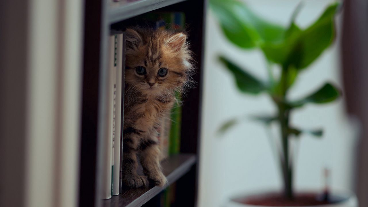 Wallpaper kitten, shelf, climb, playful