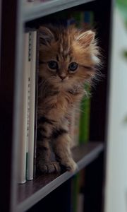 Preview wallpaper kitten, shelf, climb, playful
