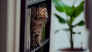 Preview wallpaper kitten, shelf, climb, playful