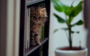 Preview wallpaper kitten, shelf, climb, playful