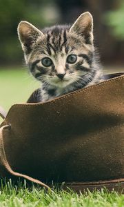 Preview wallpaper kitten, shoes, grass