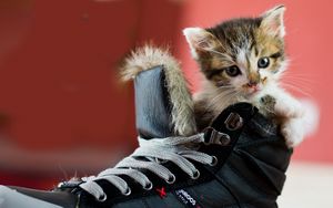 Preview wallpaper kitten, shoes, spotted