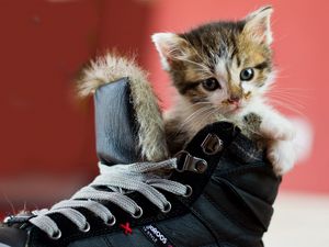 Preview wallpaper kitten, shoes, spotted