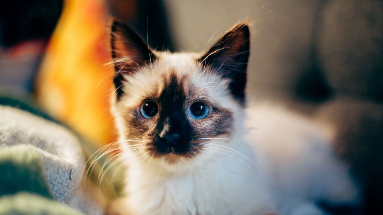 Wallpaper kitten, siamese, cute