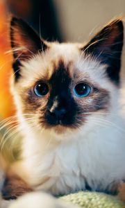 Preview wallpaper kitten, siamese, cute