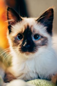 Preview wallpaper kitten, siamese, cute