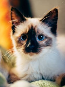 Preview wallpaper kitten, siamese, cute