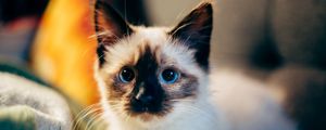 Preview wallpaper kitten, siamese, cute