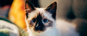 Preview wallpaper kitten, siamese, cute