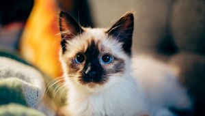 Preview wallpaper kitten, siamese, cute