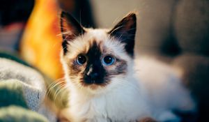 Preview wallpaper kitten, siamese, cute