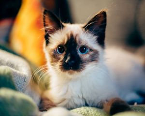Preview wallpaper kitten, siamese, cute