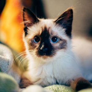 Preview wallpaper kitten, siamese, cute
