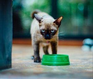 Preview wallpaper kitten, siamese, look, bowl