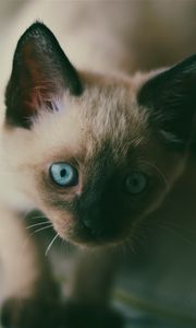 Preview wallpaper kitten, siamese, muzzle, blue-eyed