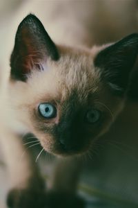 Preview wallpaper kitten, siamese, muzzle, blue-eyed