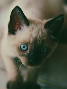 Preview wallpaper kitten, siamese, muzzle, blue-eyed