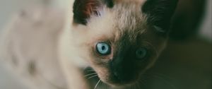 Preview wallpaper kitten, siamese, muzzle, blue-eyed