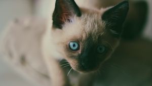 Preview wallpaper kitten, siamese, muzzle, blue-eyed