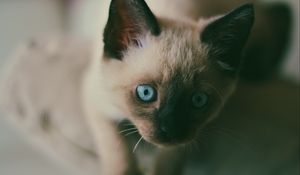 Preview wallpaper kitten, siamese, muzzle, blue-eyed