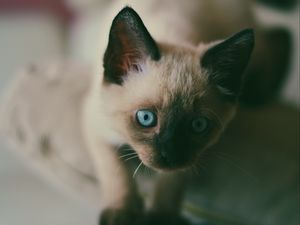 Preview wallpaper kitten, siamese, muzzle, blue-eyed