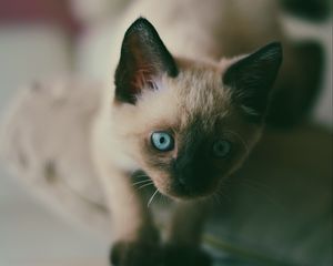 Preview wallpaper kitten, siamese, muzzle, blue-eyed
