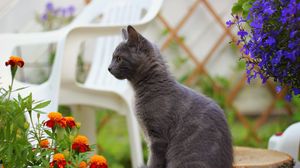 Preview wallpaper kitten, sitting, dark, flowers