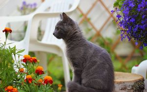 Preview wallpaper kitten, sitting, dark, flowers