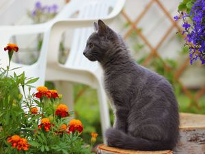 Preview wallpaper kitten, sitting, dark, flowers