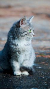 Preview wallpaper kitten, sitting, furry, face