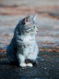 Preview wallpaper kitten, sitting, furry, face