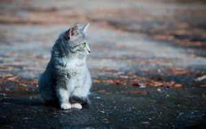 Preview wallpaper kitten, sitting, furry, face