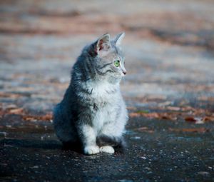 Preview wallpaper kitten, sitting, furry, face