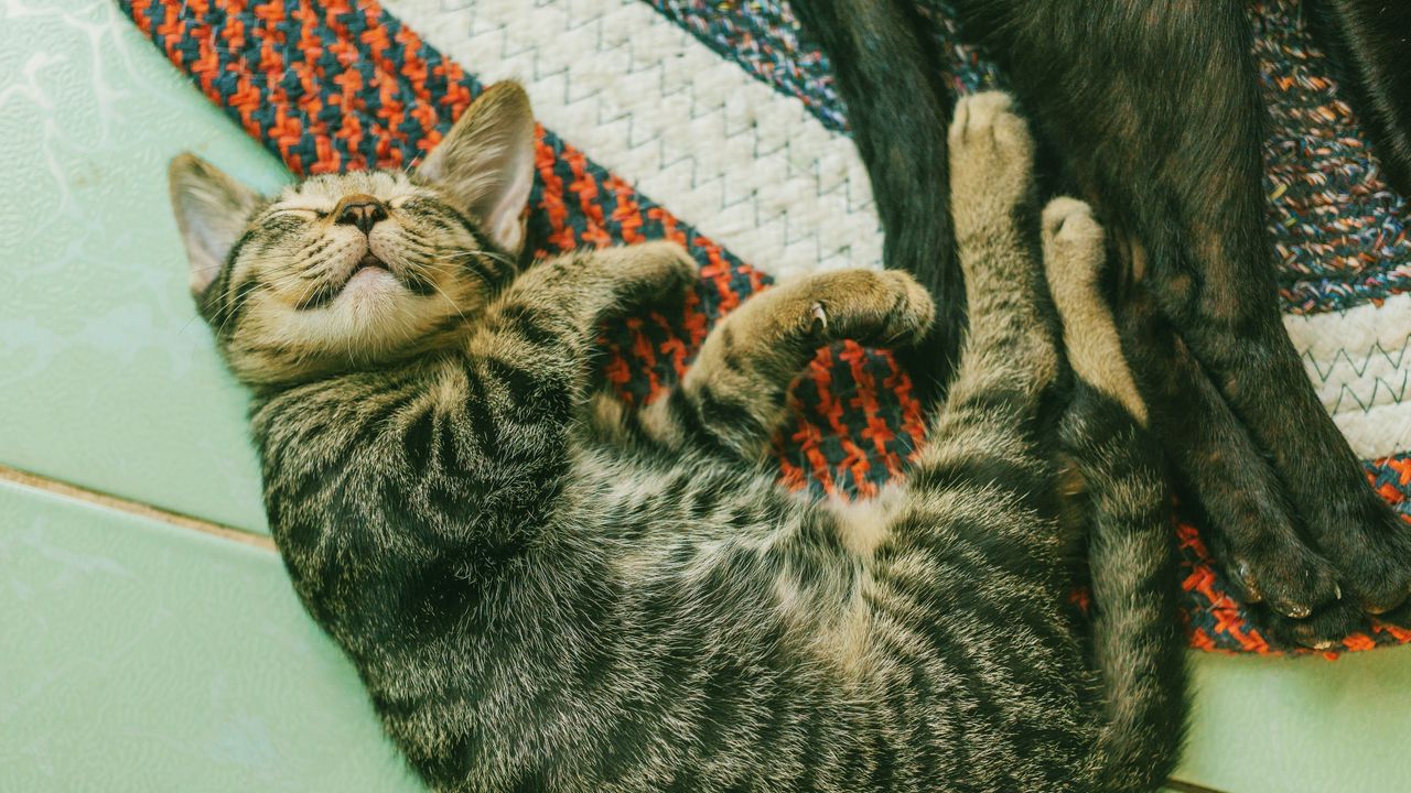 Wallpaper kitten, sleep, lies