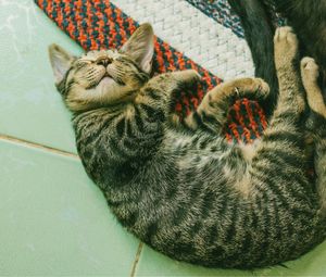 Preview wallpaper kitten, sleep, lies