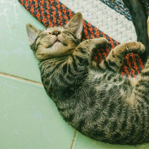 Preview wallpaper kitten, sleep, lies