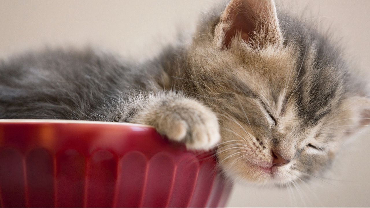 Wallpaper kitten, sleeping, snout, vase, down, cute