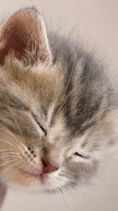 Preview wallpaper kitten, sleeping, snout, vase, down, cute