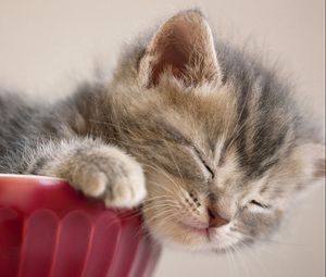 Preview wallpaper kitten, sleeping, snout, vase, down, cute