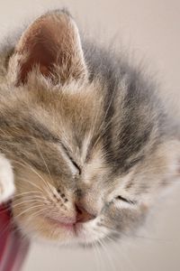 Preview wallpaper kitten, sleeping, snout, furry